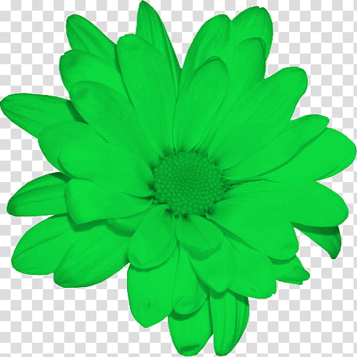 Background Green, Chrysanthemum, March 16, Resource, Flower, Petal, Daisy Family transparent background PNG clipart