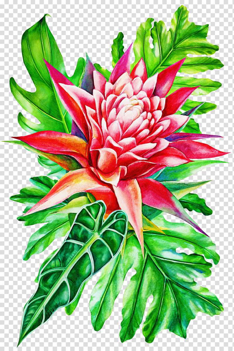 flower plant protea red ginger petal, Protea Family, Cut Flowers transparent background PNG clipart