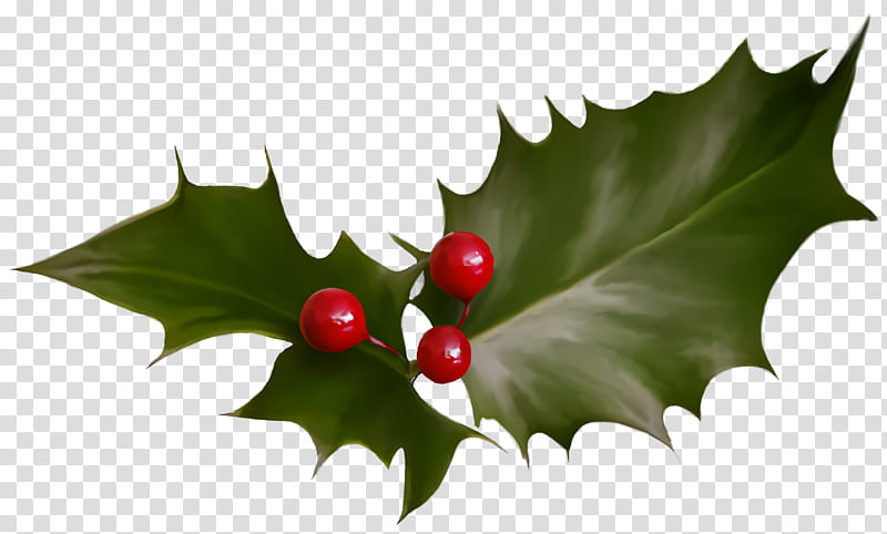 christmas holly Ilex holly, Christmas , Leaf, American Holly, Plant, Flower, Hollyleaf Cherry, Tree transparent background PNG clipart