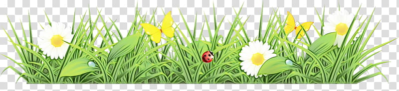 grass plant flower grass family meadow, Watercolor, Paint, Wet Ink transparent background PNG clipart