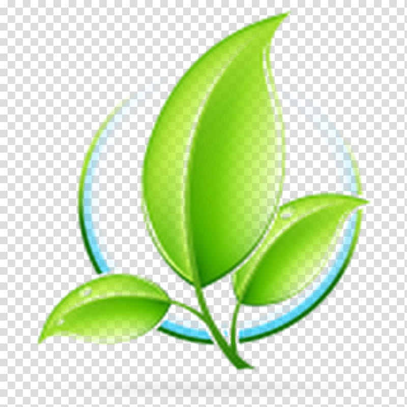 Lily Flower, Milwaukee, Alamy, City Pride Restaurant, Advertising, Leaf, Green, Plant transparent background PNG clipart