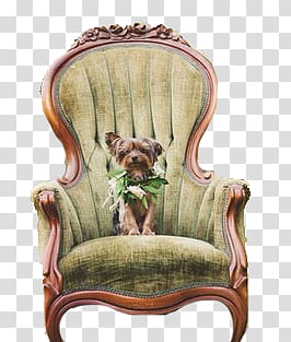 SHARE S  Watchers s, dog on brown armchair transparent background PNG clipart