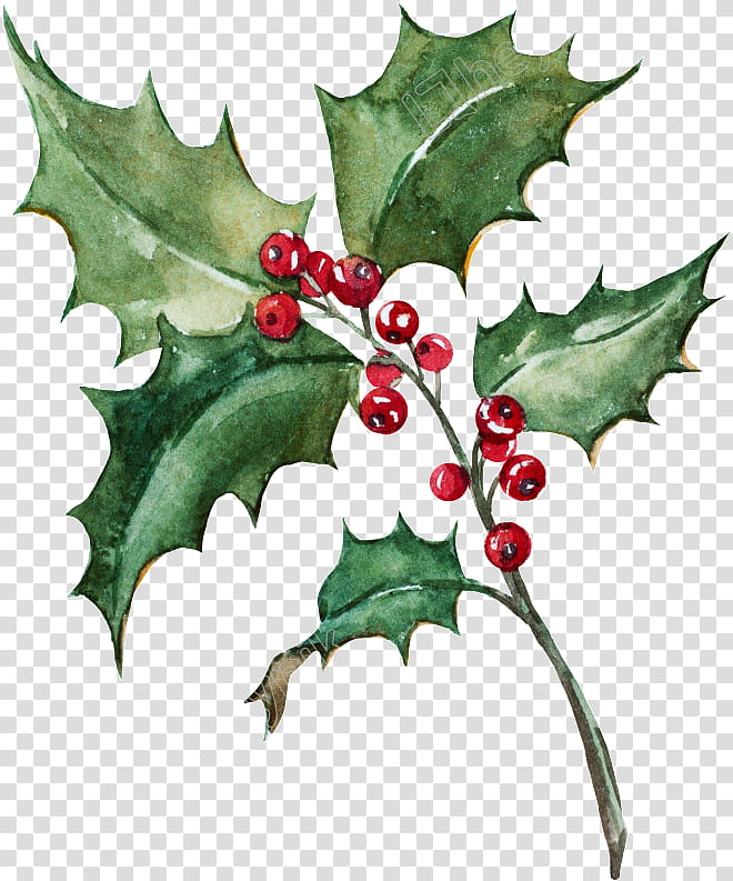 Holly, American Holly, Leaf, Plant, Hollyleaf Cherry, Flower, Tree, Plane transparent background PNG clipart
