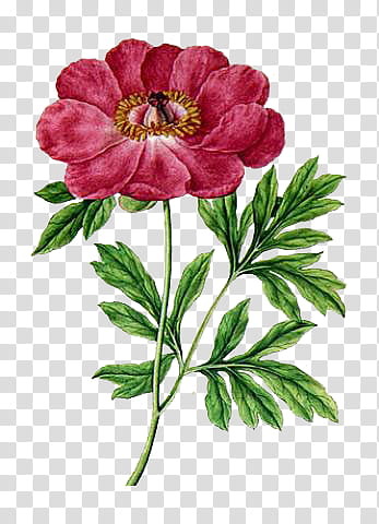 persian buttercup transparent background PNG clipart