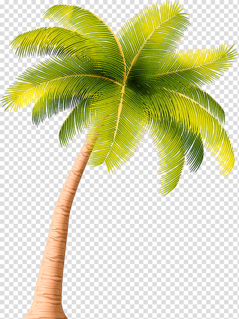 Palm tree, Leaf, Plant, Arecales, Woody Plant, Roystonea, Coconut, Elaeis transparent background PNG clipart
