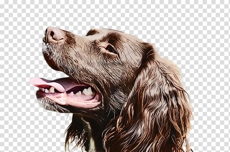 dog dog breed cocker spaniel spaniel boykin spaniel, Watercolor, Paint, Wet Ink, Sporting Group transparent background PNG clipart