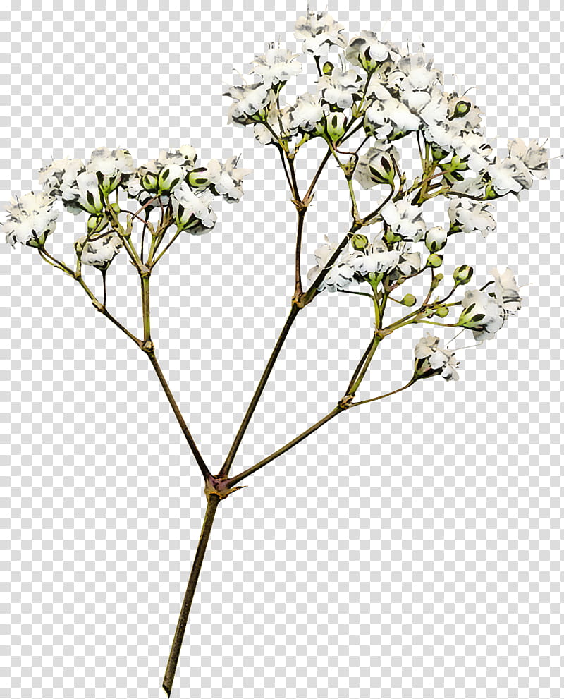flower plant tree cow parsley heracleum (plant), Heracleum Plant, Valerian, Branch, Parsley Family, Flowering Dogwood transparent background PNG clipart