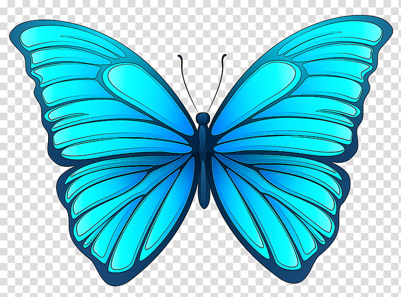 moths and butterflies butterfly insect blue turquoise, Wing, Symmetry, Pollinator, Azure transparent background PNG clipart