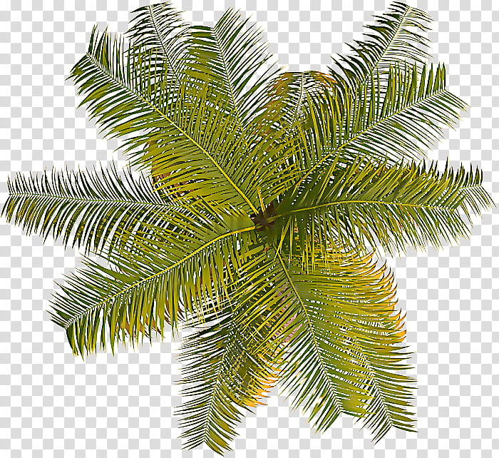 coconut tree top view png