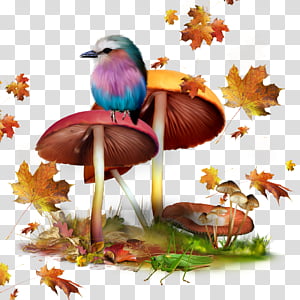 bird plant beak transparent background PNG clipart thumbnail