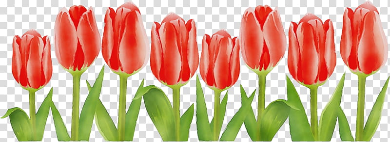 clip art tulip border