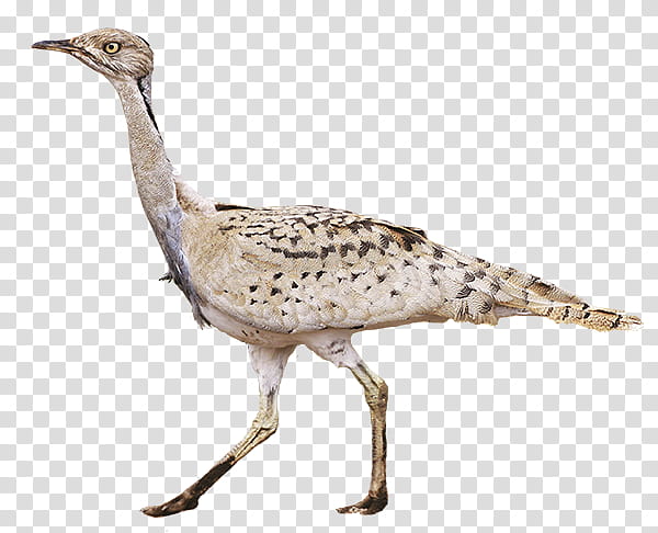 Bird, Houbara Bustard, Great Indian Bustard, Beak, Feather, Landfowl, Animal, Hunting transparent background PNG clipart