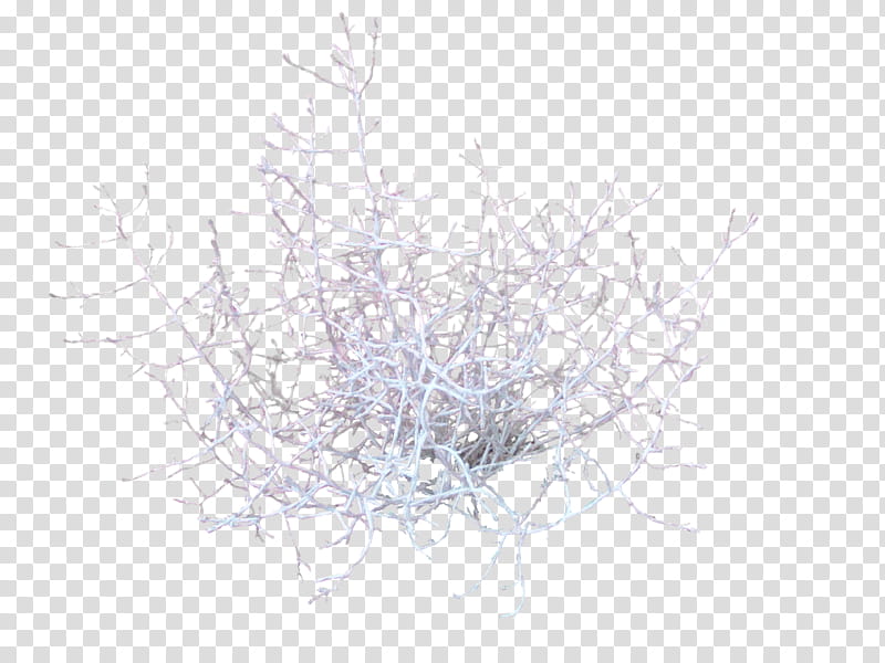 corals shells , white tree branches transparent background PNG clipart