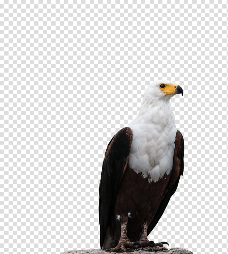 Eagle, Bald Eagle, Beak, Falcon, Bird, Bird Of Prey, Accipitridae, Kite transparent background PNG clipart