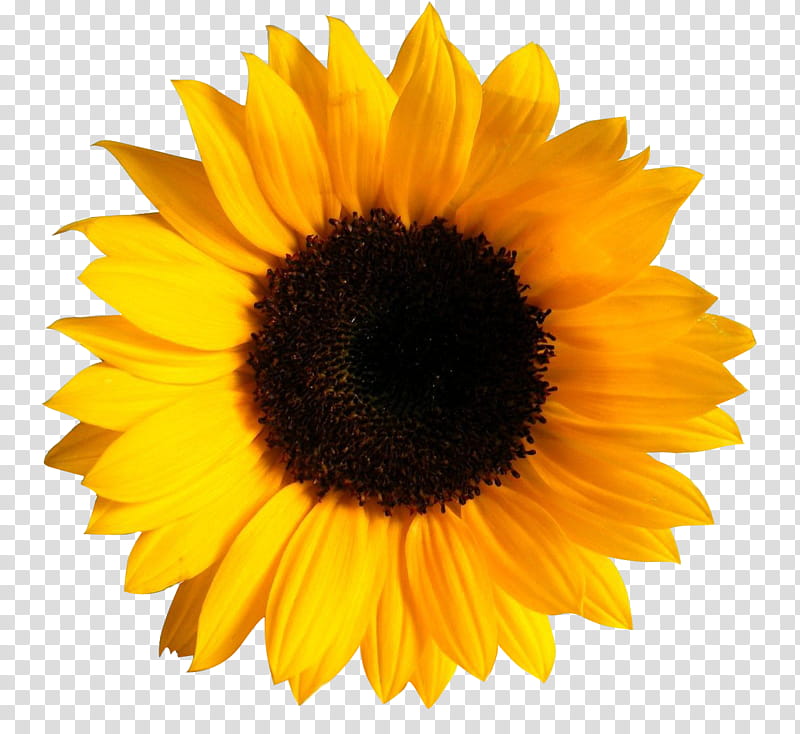 UNRESTRICTED Flower , yellow sunflower transparent ...
