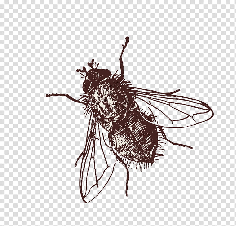 Cockroach, Insect, Fly, Mosquito, Muscomorpha, Drawing, Housefly, Fly Spray transparent background PNG clipart