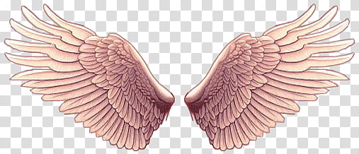 Recursos Alas De Angel , beige wings illustration transparent background PNG clipart