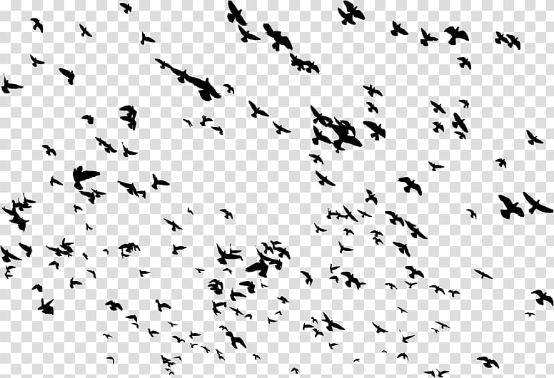Bird Line Drawing, Pigeons And Doves, Flock, Goose, Bird Flight, Common Starling, Bird Migration, Animal Migration transparent background PNG clipart