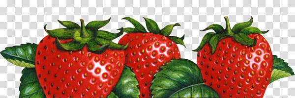 So Yummy S, three red strawberries transparent background PNG clipart