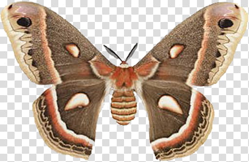 Mac Icons Butterflies Set , Cercropia moth, Hyalophora cecropia, cecropia moth transparent background PNG clipart