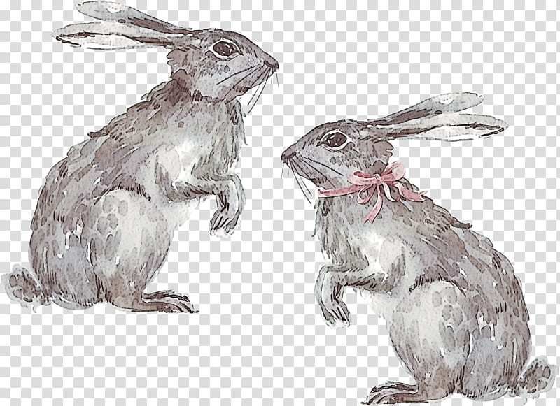 mountain cottontail hare rabbit rabbits and hares audubon's cottontail, Black Tailed Jackrabbit, Snowshoe Hare, Antelope Jackrabbit, Brown Hare transparent background PNG clipart