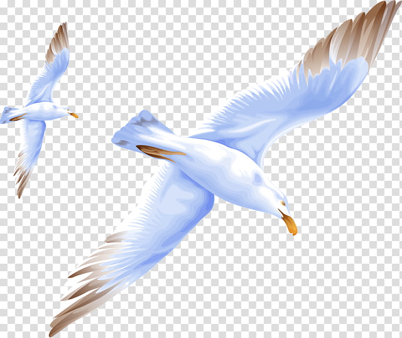 Sea Bird, Gulls, Flight, Seabird, Common Gull, Animal, Large Whiteheaded Gulls, Beak transparent background PNG clipart