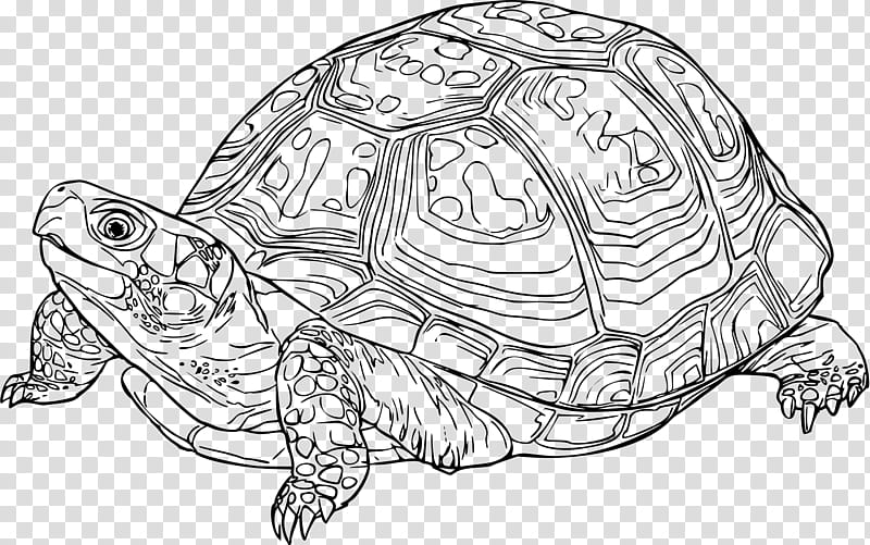 Sea Turtle, Drawing, Line Art, Reptile, Eastern Box Turtle, Florida Box Turtle, Ornate Box Turtle, Tortoise transparent background PNG clipart