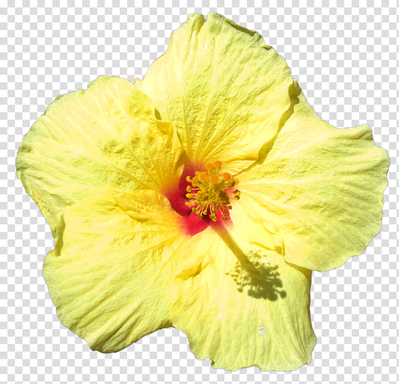Flowers, Rosemallows, Hawaii, Petal, Cut Flowers, Annual Plant, Herbaceous Plant, Plants, Yellow, Hibiscus transparent background PNG clipart