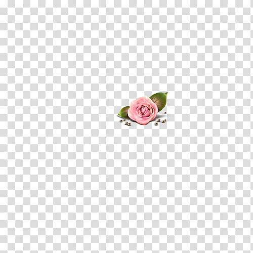 pink rose with leaves transparent background PNG clipart