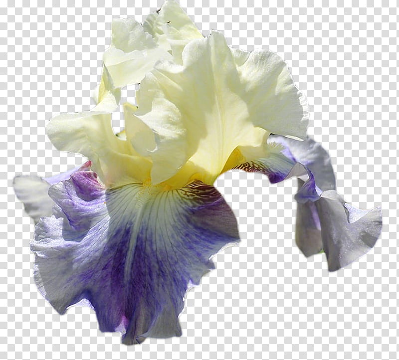 Flowers, Orris Root, Irises, Perfume, Sweet Iris, Essential Oil, Garden Roses, Cut Flowers transparent background PNG clipart
