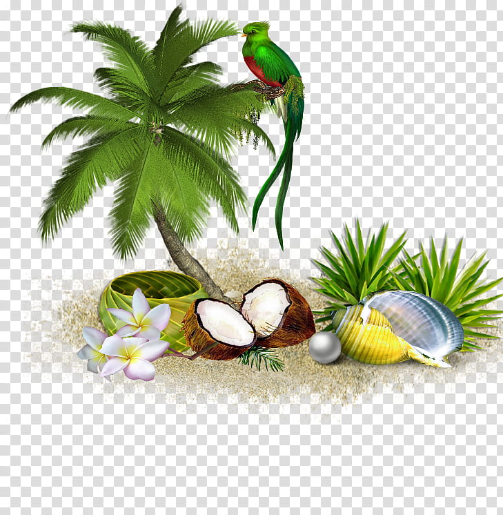 Coconut Tree, Palm Trees, Areca Palm, Sabal Palm, Leaf, Frond, Arecales, Grass transparent background PNG clipart