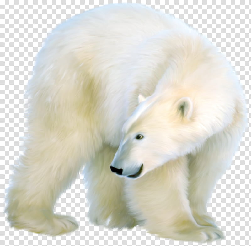 Polar Bear, Brown Bear, Artist, Painting, Drawing, Animal, Snout transparent background PNG clipart