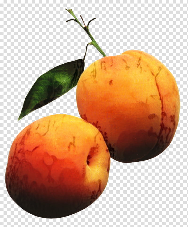 Lemon Juice, Apricot, Fruit, Food, Noyau, Armenian Plum, Apricot Kernel, Fruit Preserves transparent background PNG clipart