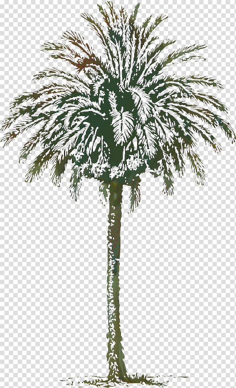Coconut Tree Drawing, Palm Trees, Date Palm, Arecales, Plant, Woody Plant, Leaf, Elaeis transparent background PNG clipart