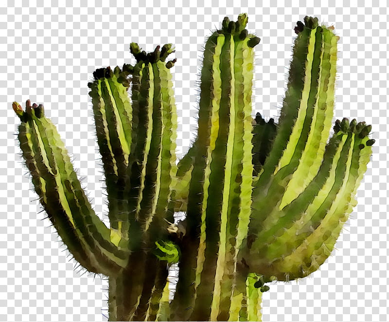 Cactus, Succulent Plant, Saguaro, Thorns Spines And Prickles, San Pedro Cactus, Triangle Cactus, Strawberry Hedgehog Cactus, Plants transparent background PNG clipart