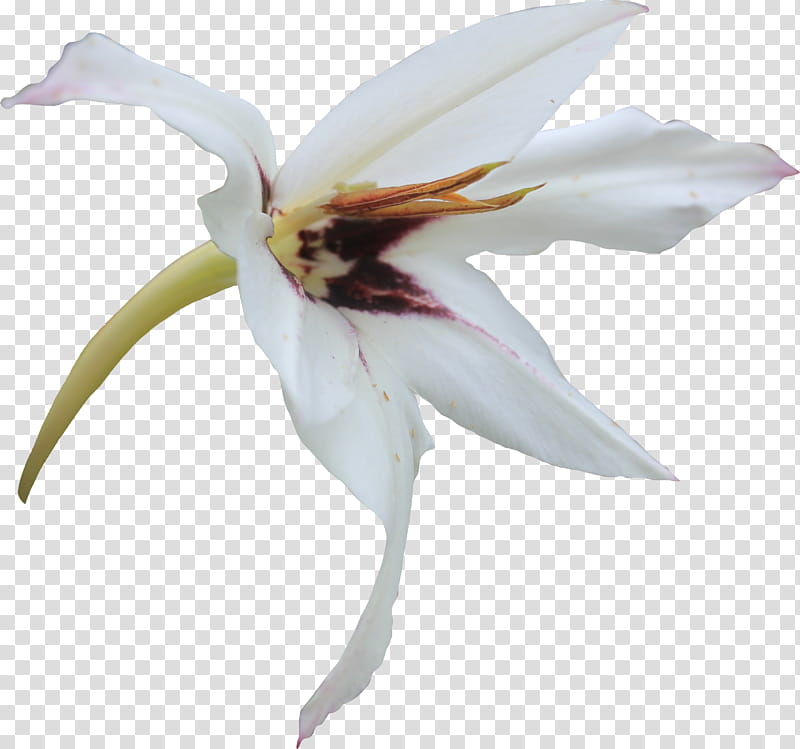 White Rose Lily transparent background PNG clipart