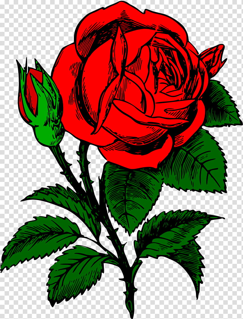 Drawing Of Family, Rose, Logo, Flower, Rose Family, Plant, Garden Roses, Flora transparent background PNG clipart