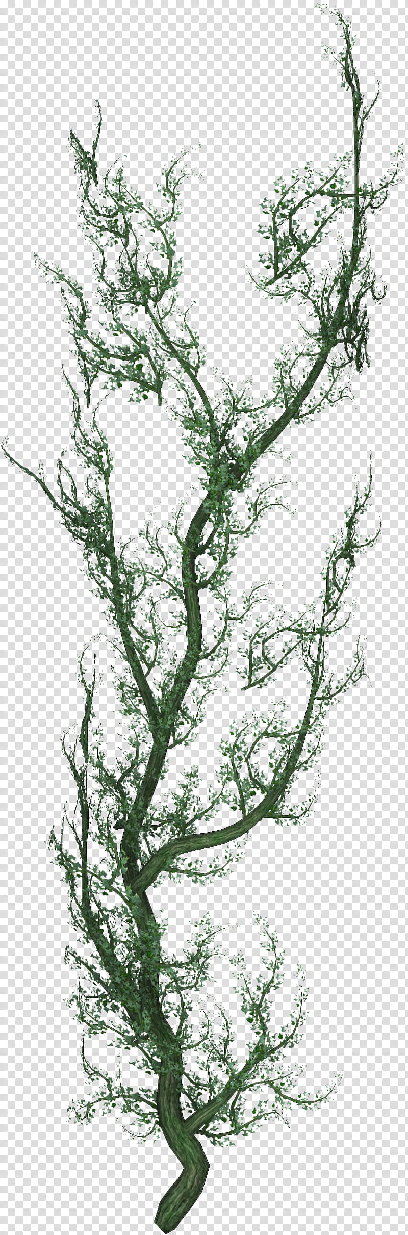 Creepers n Vines, green tree transparent background PNG clipart