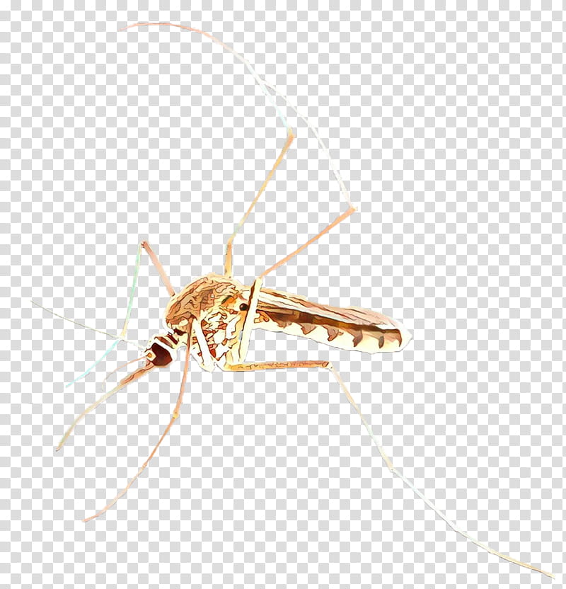 Mosquito Insect, Cartoon, Membrane, Pest, Invertebrate, Membranewinged Insect, Arthropod transparent background PNG clipart