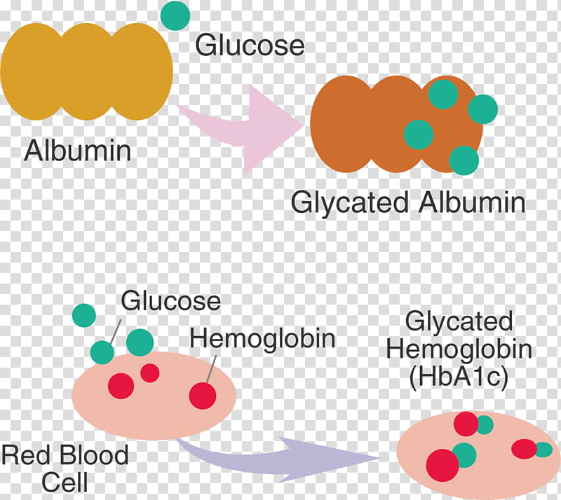 Red Blood Cell, Glycation, Hemoglobin A1c, Fructosamine, Diabetes Mellitus, Albumin, Diabetic Nephropathy, Protein transparent background PNG clipart