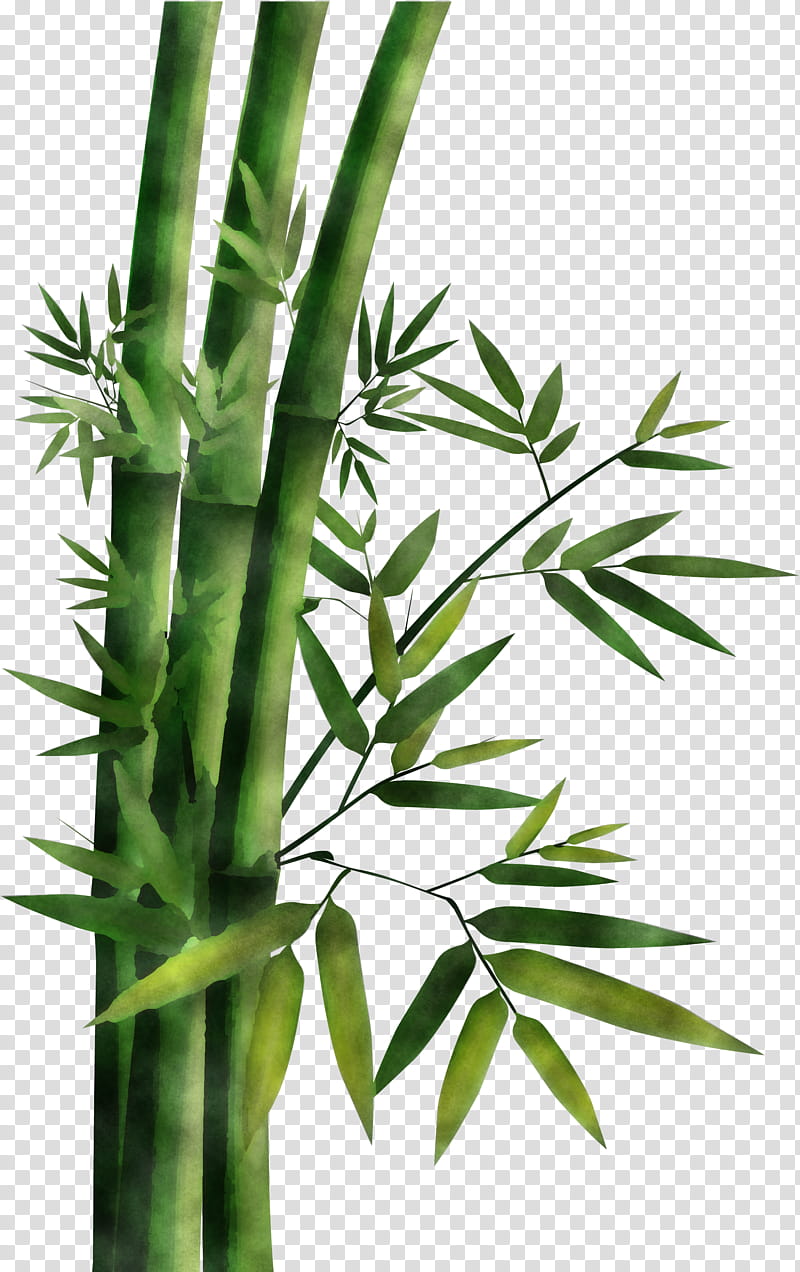 Green bamboo , Bamboo Bambusa oldhamii, bamboo transparent background PNG  clipart | HiClipart