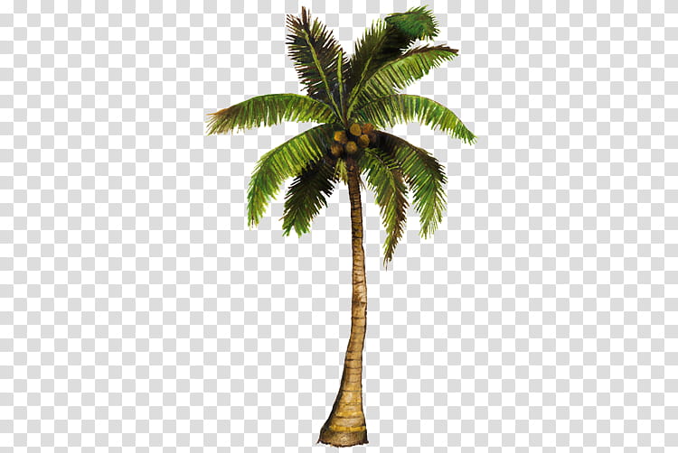 Jungle s, coconut tree illustration transparent background PNG clipart