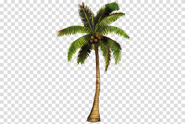 Jungle s, coconut tree illustration transparent background ...