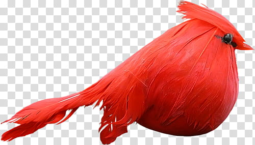 red cardinal bird illustration transparent background PNG clipart