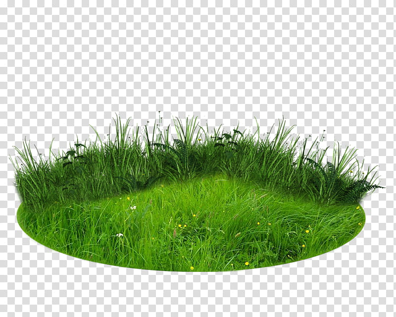 PATCH OF LAND, green grasses transparent background PNG clipart