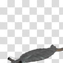 Spore creature Anomalocaris transparent background PNG clipart