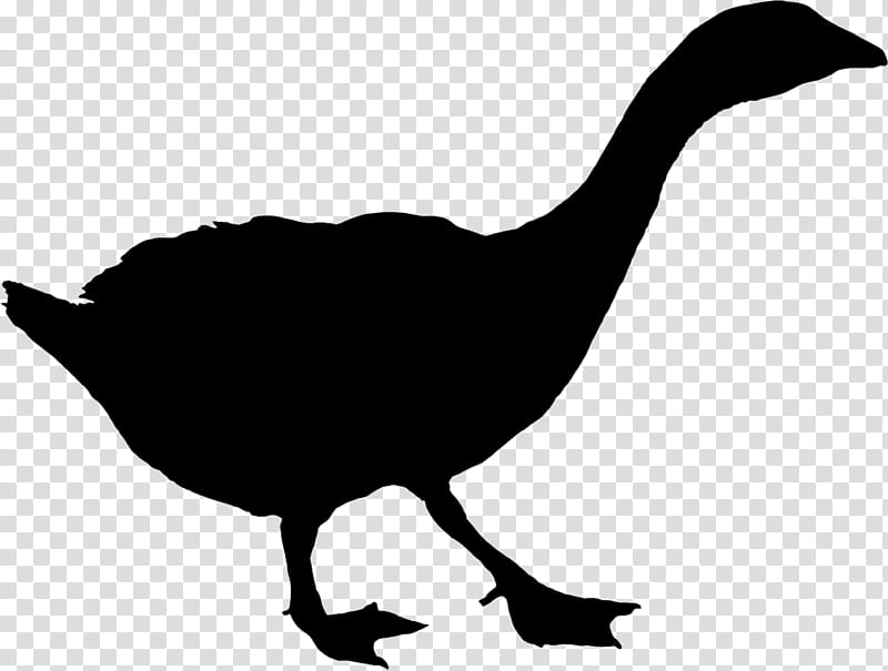 Bird Silhouette, Duck, Goose, Landfowl, Beak, Water Bird, Ducks Geese And Swans, Tail transparent background PNG clipart