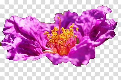 Pretty Purple Flower, purple-petaled flower transparent background PNG clipart