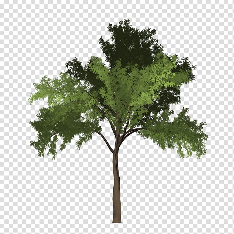 Black And White Flower, Tree, Black Locust, Trees And Leaves, Wood, Shrub, Branch, Plants transparent background PNG clipart