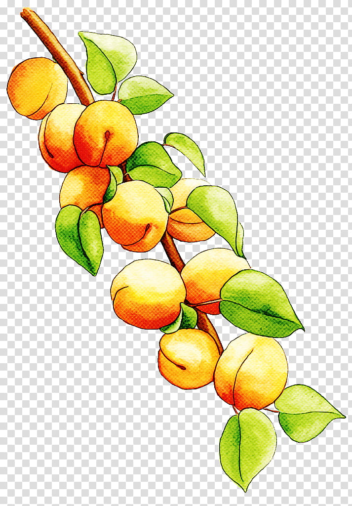 Fruit tree, Plant, Branch, Flower, Citrus, Food, Tangerine, Orange transparent background PNG clipart